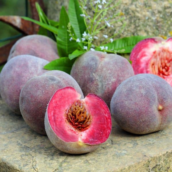 Pêche de vigne Lorraine